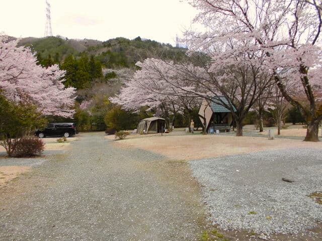 ファミリーオートキャンプ場そうり桜