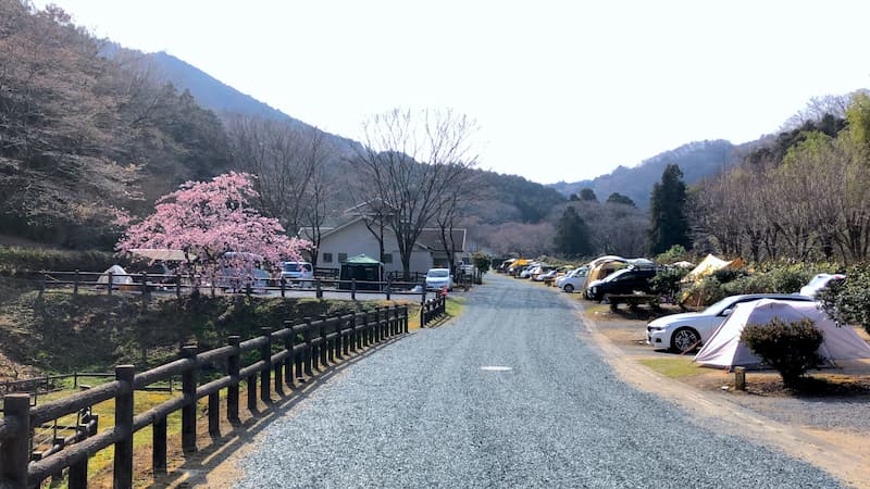 毛呂山町ゆずの里オートキャンプ場桜